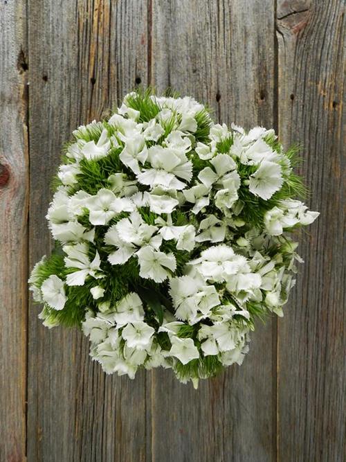 GYPSY WHITE DIANTHUS